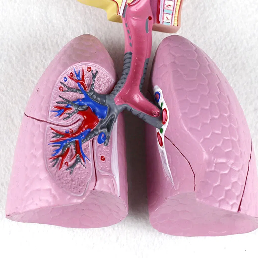 Consumibles Médicos Modelo De Respiratorio Humano Herramienta De Enseñanza De La Estructura Respiratoria Anatómica De Las Vísceras Humanas Y La Nasofaringe