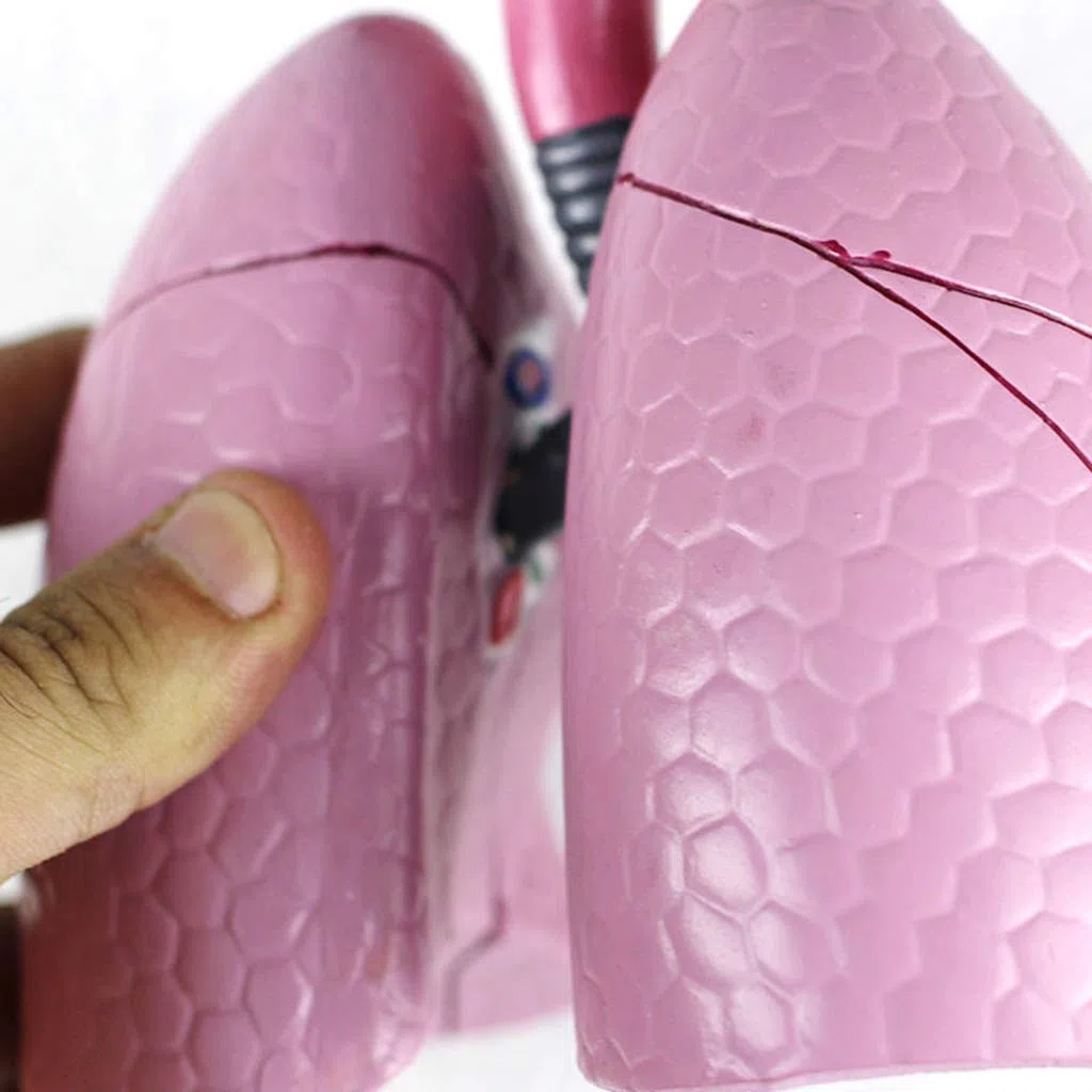 Consumibles Médicos Modelo De Respiratorio Humano Herramienta De Enseñanza De La Estructura Respiratoria Anatómica De Las Vísceras Humanas Y La Nasofaringe