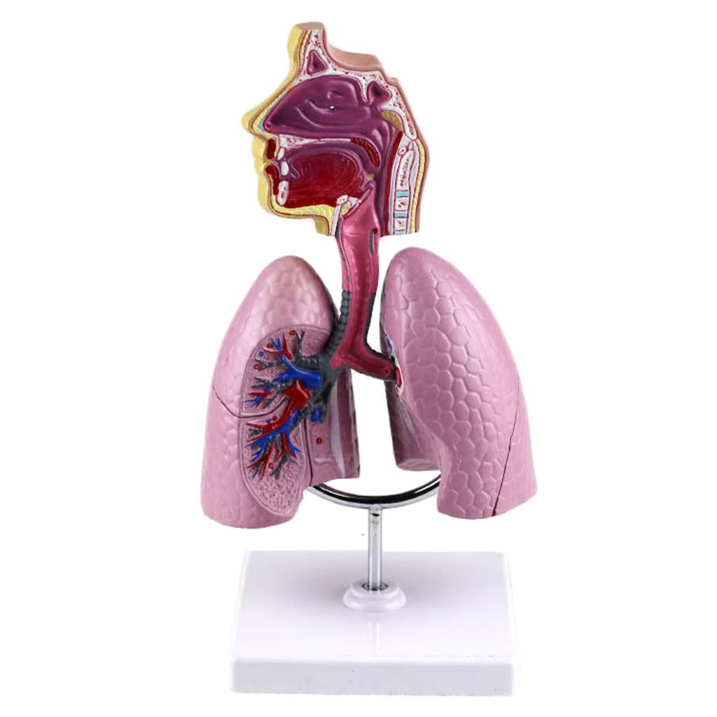 Consumibles Médicos Modelo De Respiratorio Humano Herramienta De Enseñanza De La Estructura Respiratoria Anatómica De Las Vísceras Humanas Y La Nasofaringe