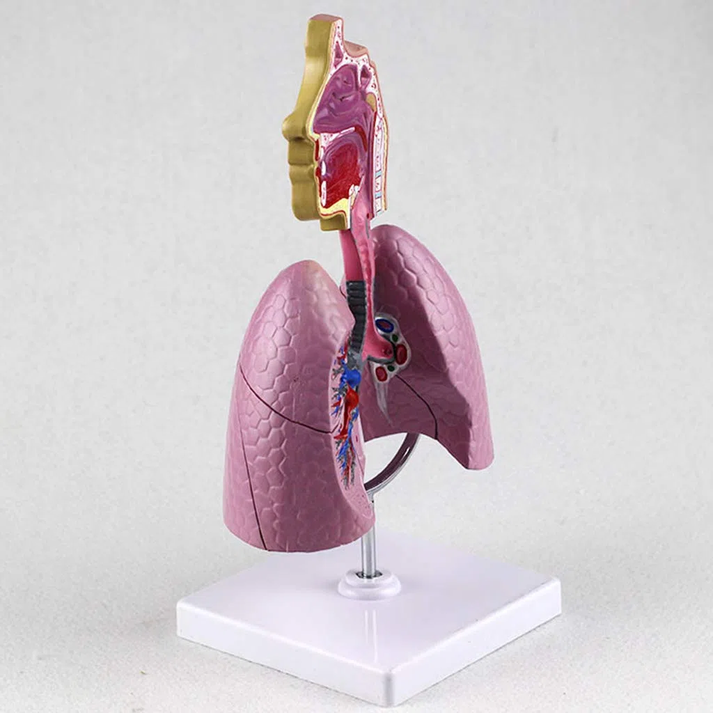 Consumibles Médicos Modelo De Respiratorio Humano Herramienta De Enseñanza De La Estructura Respiratoria Anatómica De Las Vísceras Humanas Y La Nasofaringe