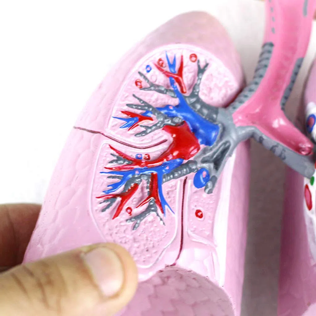 Consumibles Médicos Modelo De Respiratorio Humano Herramienta De Enseñanza De La Estructura Respiratoria Anatómica De Las Vísceras Humanas Y La Nasofaringe